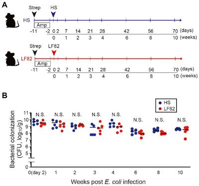 Adherent-invasive E. coli – induced specific IgA limits pathobiont localization to the epithelial niche in the gut